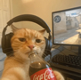 :gato10