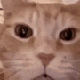 :gato11