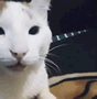 :gato12