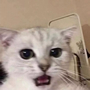 :gato13