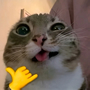 :gato9