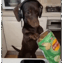 :perro17